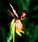 Large Duck Orchid