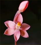Salmon Sun Orchid