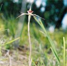 Plain Lipped Spider Orchid