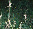 Plain Lipped Spider Orchid