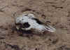 skull.jpg (24555 bytes)
