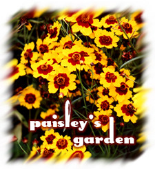 Welcome to Paisley's Garden!                  This image and photo Copyright 1999 Paisley