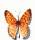 butterfly.gif (3186 bytes)