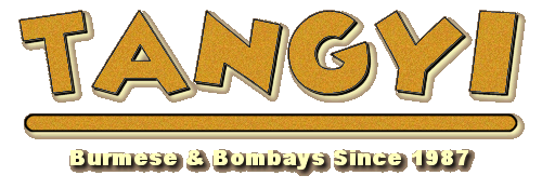 Tangyi Burmese & Bombays