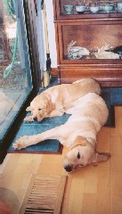 Puppies sleeping by the door