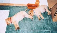 Puppies Sleeping