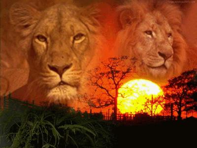 Lions Sunset