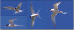 Roseate Terns above North Brother, Nova Scotia - July 21, 2002 - Ted C. D'Eon