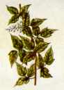 Poison
ivy