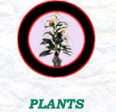 plants/LINK5.jpg