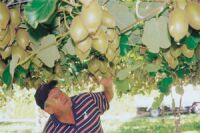Gold kiwifruit harvest