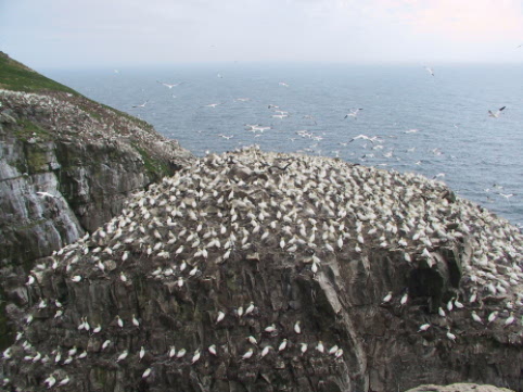 Bird Rock is home to thousands of pairs of nesting Northern Gannets