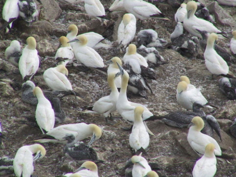 gannets nesting along the cape shore