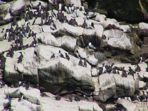 Murres can also be seen at the cape