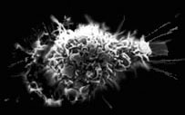 dendritic cell can also catch and eat  by pseudopods
