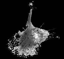 macrophage eating particles during experiment