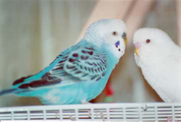 blue and pink ceres, 2 males