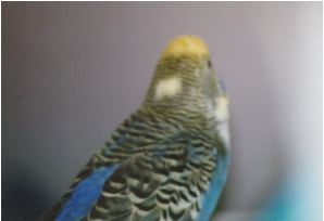 budgie showing it is split to recessive pied; see the yellow spot on it's neck.