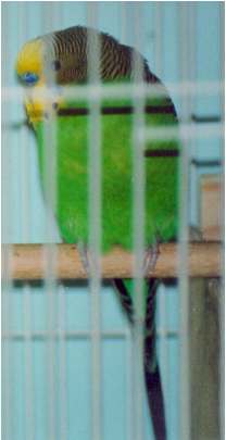 normal green budgie