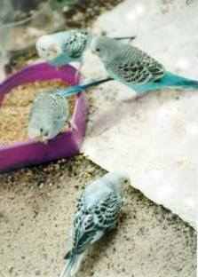 Blue babies, two are opaline