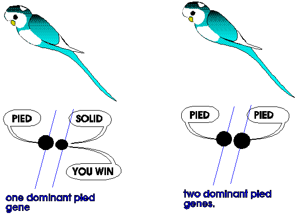 single and double factor dominant pied budgies