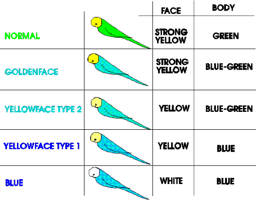 characteristics of the different genes at the yellowface site