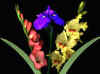 flowerscan.jpg (11983 bytes)