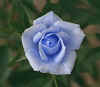 roseblue.jpg (12649 bytes)