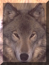 wolf036b.gif (31900 bytes)