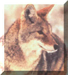 wolf1.jpg (55988 bytes)