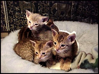 Ocicat Kittens Available