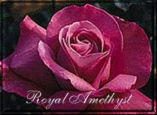 Royal Amethyst