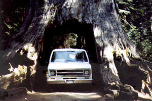 77 Ford Van in tree at Yosemite