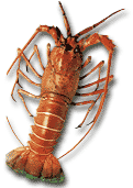 lobster.gif (7109 bytes)