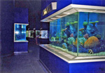 small fish boxes illustrate many marine lives.