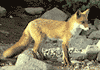 fox.gif (3877 bytes)
