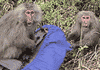 monkey.gif (4302 bytes)