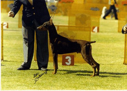 Jimmy in a dog show