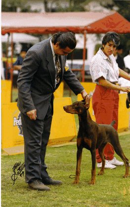 Once again Jimmy in a dog show