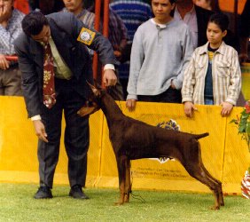 Jimmo dog show