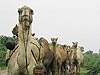 Camels in Tonk