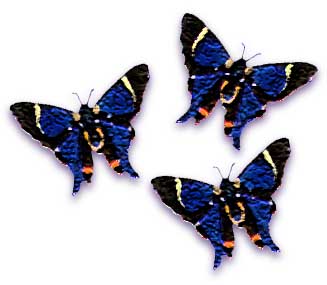 3 Blue Butterflies