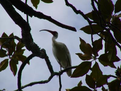 Bird in a Magnolia Tree