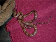 Jake; My Rat Snake