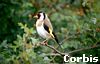 picture of a goldfinch