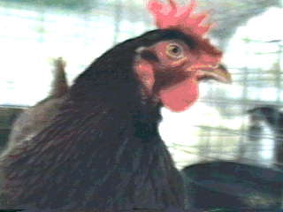 picture of hen