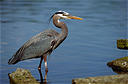 picture of a heron