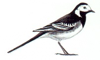 picture of pied wagtail