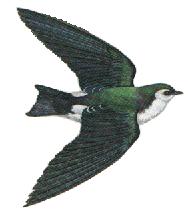 picture of a violet green swallow