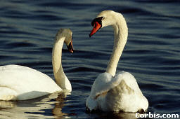picture of swans